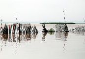 Foto: Cilts sievietes un saldūdens delfīnu meklējumi Borneo